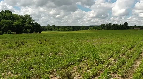 Aerial view of bean crop. Stock-Footage 40050971