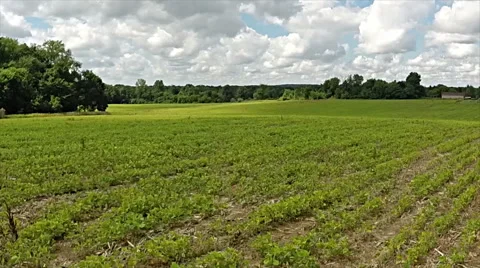 Aerial view of bean crop. Stock Footage 40051263