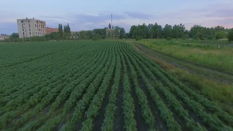 Aerial view of bean field Stock Footage 77522249