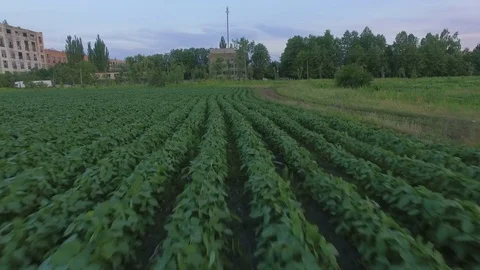 Aerial view of bean field Stock Footage 77522383