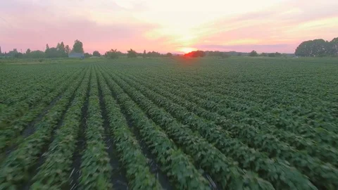 Aerial view of bean field Stock Footage 77522569