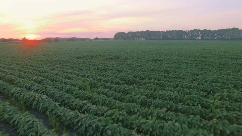 Aerial view of bean field Stock Footage 77522994