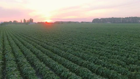 Aerial view of bean field Stock Footage 77523259