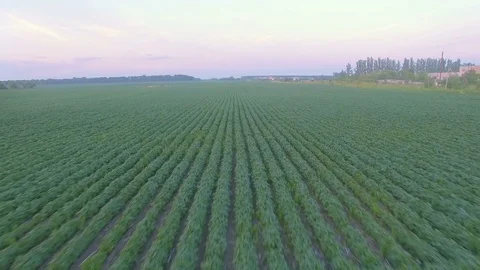 Aerial view of bean field Stock Footage 77523426