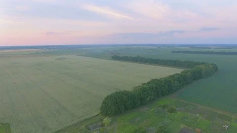 Aerial view of bean field Stock Footage 77525083