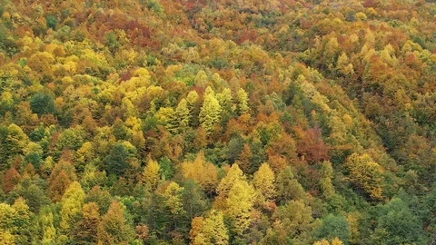 Aerial View Beatiful Autumn Background Stock Footage 117698384