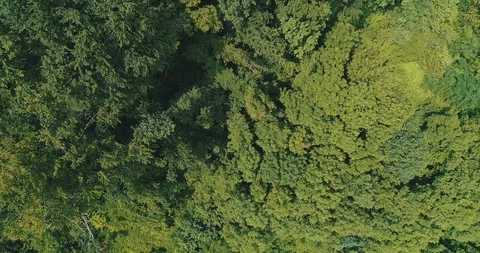 Aerial view of a beautiful background of deciduous trees swaying from gusts of Stock Footage 127038026