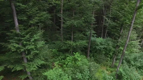 Aerial view of a beautiful background with trees in deep mountain forest Stock Footage 68404018