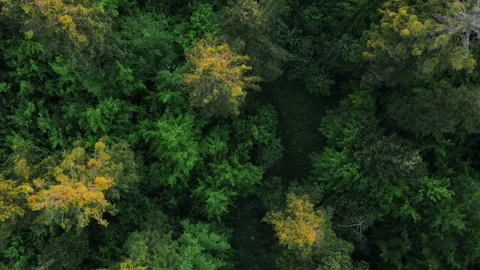 Aerial view of beautiful calm mixed green forest at summer dor spring day Stock Footage 243898219