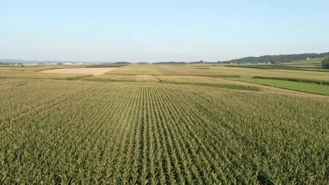 Aerial view of beautiful corn fields with symmetrical patterns in evening Stock Footage 138911898