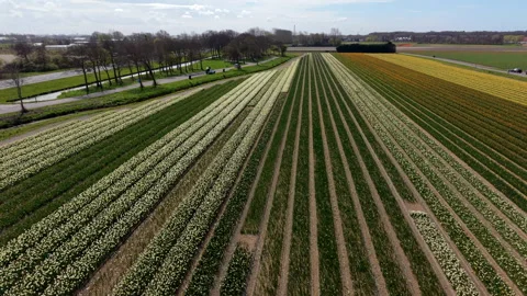 Aerial view of beautiful flower fields with long rows of blooming white Stock Footage 337071814
