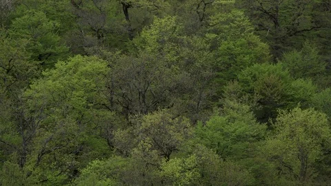 Aerial View of beautiful fores Stock-Footage 77394743