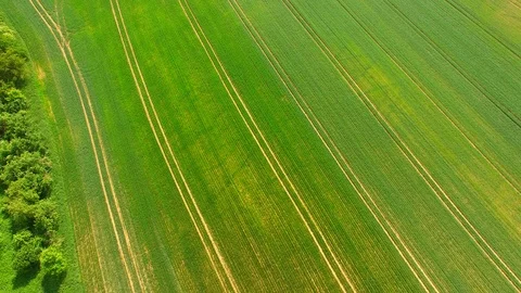 Aerial view of beautiful forest and green meadows Stock Footage 89701045