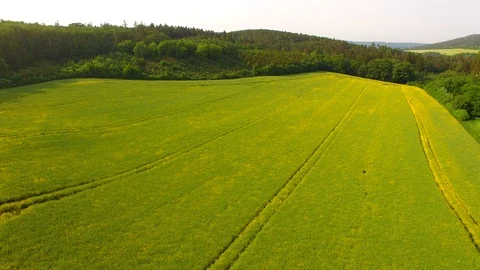 Aerial view of beautiful forest and green meadows Stock Footage 89701093
