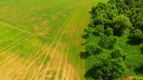 Aerial view of beautiful forest and green meadows Stock Footage 89702789