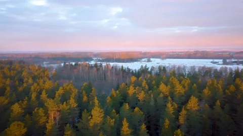 Aerial view of the beautiful forest during sunrise Stock Footage 101828150