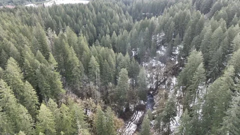 Aerial View of Beautiful Forest at End of Winter in Oregon Stock Footage 237349845