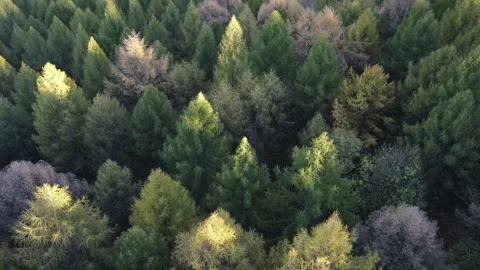 Aerial view of beautiful forest in sunset light during warm autumn Stock Footage 292615670