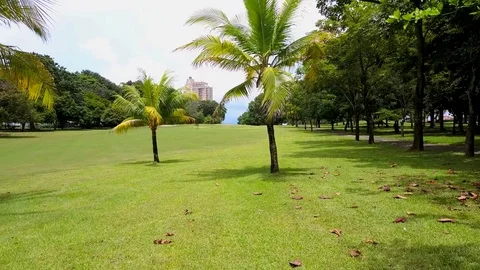 Aerial view of Beautiful Golf course, palm trees, and tropical jungle. Stock Footage 81084101