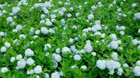Aerial View of Beautiful Hydrangea Flower Field Landscape 4K Footage Stock Footage 319828652