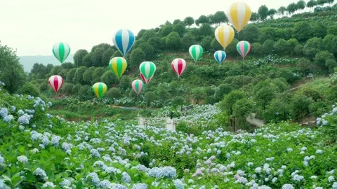 Aerial View of Beautiful Hydrangea Flower Field Landscape 4K Footage Stock Footage 319828674