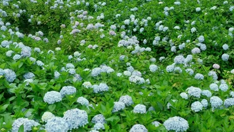Aerial View of Beautiful Hydrangea Flower Field Landscape 4K Footage Stock Footage 319828694