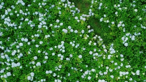 Aerial View of Beautiful Hydrangea Flower Field Landscape 4K Footage Stock Footage 319832738
