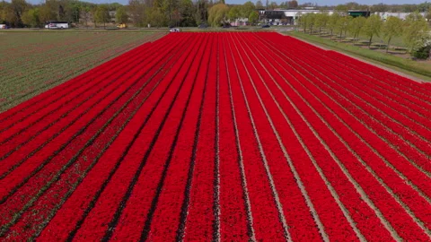 Aerial view of beautiful multicolored tulip fields at sunset. Drone landscape Stock Footage 337637990