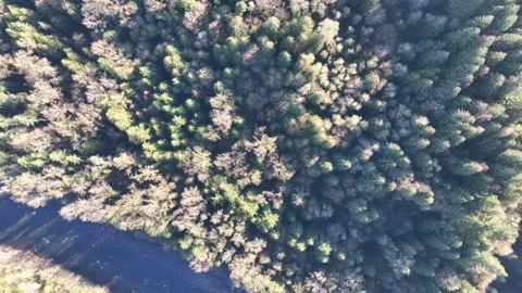 Aerial View of Beautiful Oregon Forest and River Stock Footage 221636635