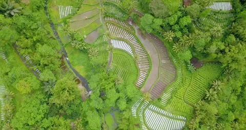 Aerial view of beautiful pattern of vegetable plantation. Rural landscape Stock Footage 228418229