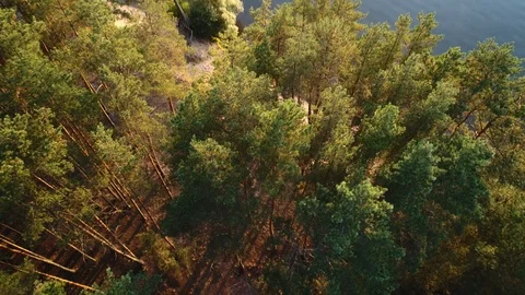 Aerial view. Beautiful pine forest on the steep sandy shore of the river or lake Vidéo 97856017