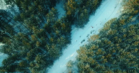 Aerial view of beautiful pine forest and loving pair walking on road in winter Stock Footage 233844783