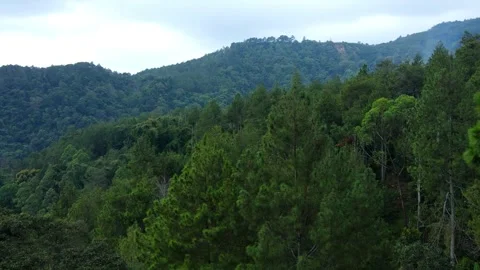 Aerial view of beautiful pine tree Forest 스톡 동영상 278631202