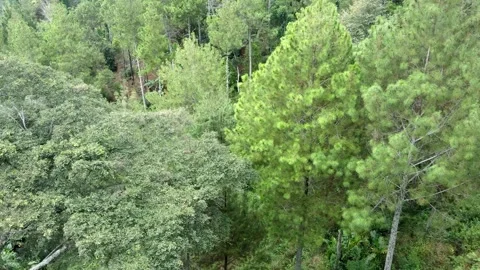 Aerial view of beautiful pine tree Forest Video stock 278631426