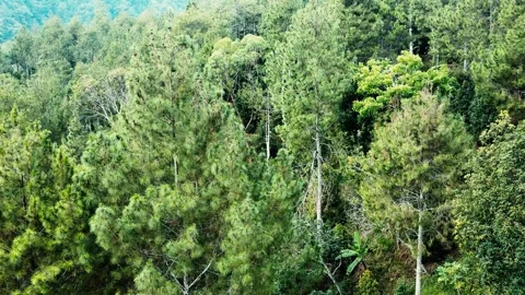 Aerial view of beautiful pine tree Forest Stock Footage 278631773