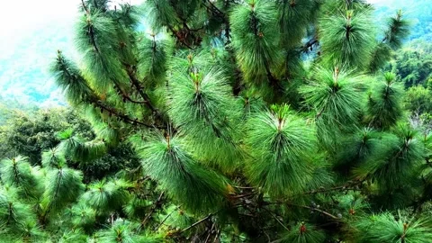 Aerial view of beautiful pine tree Forest Stock Footage 278631805