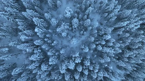 Aerial view of beautiful pine trees in snow in beautiful winter Stock Footage 231246489