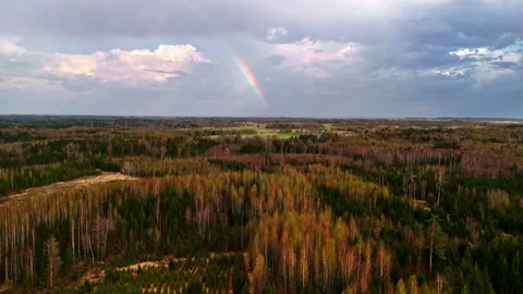 Aerial view of beautiful rainbow over the vast green forest landscapes Stock Footage 331270479