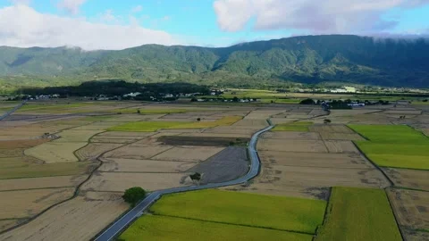 Aerial view of Beautiful Rice Fields in taitung, Taiwan Stock Footage 146278865
