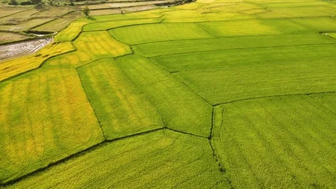 Aerial view of beautiful rice fields in the vietnam countryside during harv.. Video stock 335025080