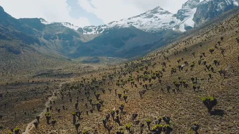 Aerial view of beautiful succulent forest in mountains in Kenya Stockbeeldmateriaal 87731070