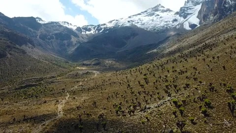 Aerial view of beautiful succulent forest in mountains in Kenya Видео 87733057