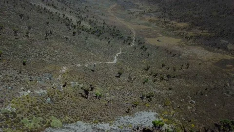 Aerial view of beautiful succulent forest in mountains in Kenya Stockbeeldmateriaal 87734715