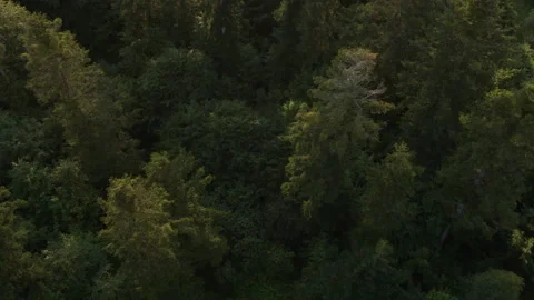 Aerial view of beautiful summer forest, woodland aerial shot Stock Footage 246364891