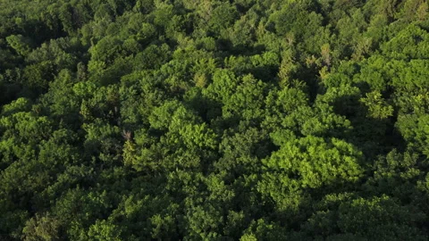 Aerial view of beautiful summer various forest at sunny day Stock Footage 245842425