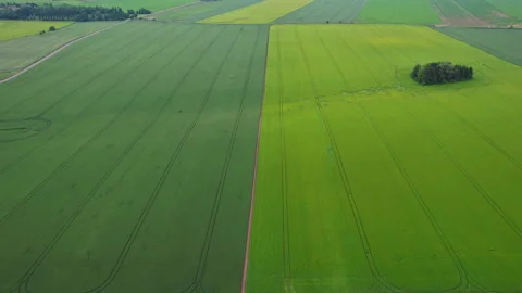 Aerial view of beautiful summer wheat field landscape. Top view of a field of Stock Footage 159842442