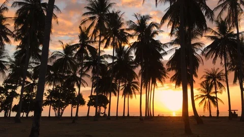 Aerial View of a Beautiful Sunset between Palm Trees in Koh Lanta, Thailand Stock Footage 124327274