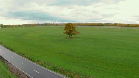 Aerial view of a beautiful tall deciduous lush tree Stock Footage 137897973