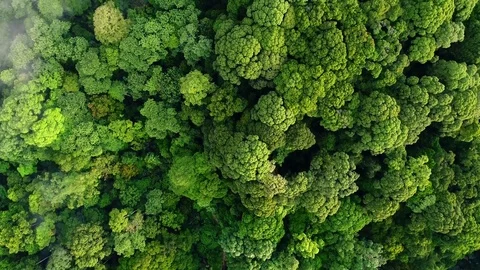 Aerial view. Beautiful texture of canopy of the forest. Vídeos de archivo 83310121