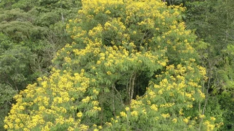 Aerial view of a beautiful tree covered in bright yellow flowers Stock Footage 148345926